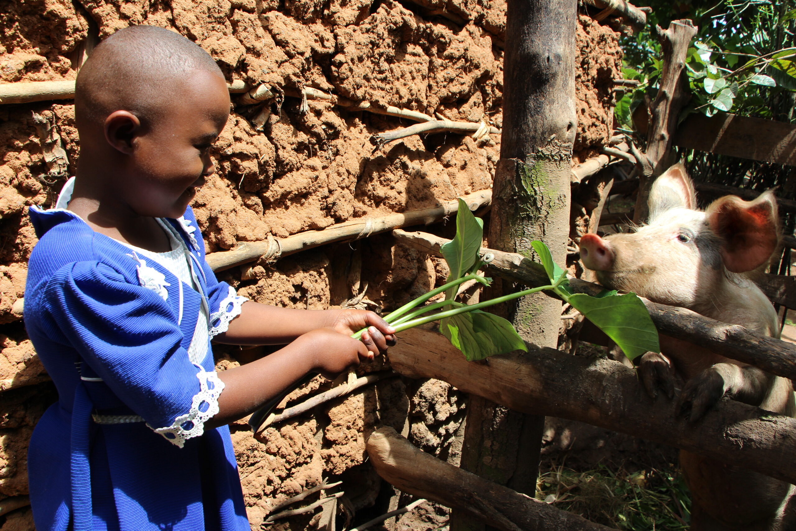 Sifa voert haar varkentje